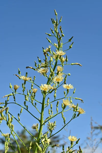 インドレタス ラクトゥカ インディカ アスタナ科の年間植物 8月から11月に薄黄色の花を咲かせます 葉や茎を切ると乳液が放出されます — ストック写真