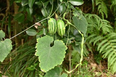 Japon yılan kabağı (Trichosanthes salatalıklar). Çiçekler yaz gecelerinde açar. Meyveler olgunlaşmadan önce dikey çizgilerle yeşildir ve olgunlaşınca kırmızı renge dönüşür..