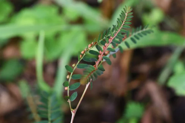 Frutas Cámara Amarga Phyllanthus Urinaria Fruto Una Cápsula Esférica Con —  Fotos de Stock