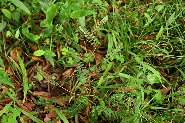 Kammarens Bittra Phyllanthus Urinaria Frukter Frukten Sfärisk Kapsel Med Diameter — Stockfoto