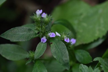 Justicia Procumbens (Söğüt Söğüdü 'nün peşinde) çiçekleri. Acanthaceae yıllık bitkileri. Ağustos 'tan Ekim' e kadar, sapların ucundaki sivri uçlarda kırmızı-mor çiçekler belirir..