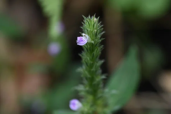 Justicia procumbens ( trailing water willow ) flowers. Acanthaceae annual plants. From August to October, reddish-purple flowers appear on spikes at the tips of stems.