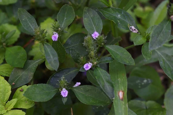 Justicia procumbens ( trailing water willow ) flowers. Acanthaceae annual plants. From August to October, reddish-purple flowers appear on spikes at the tips of stems.