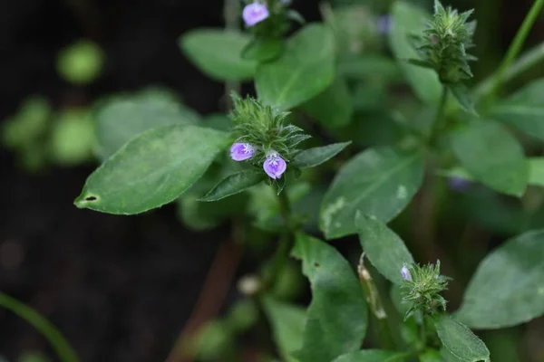 Justicia procumbens ( trailing water willow ) flowers. Acanthaceae annual plants. From August to October, reddish-purple flowers appear on spikes at the tips of stems.