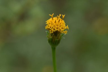 Böcekler Bidens pilosa çiçeklerinin nektarına akın eder..