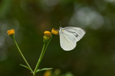 Böcekler Bidens pilosa çiçeklerinin nektarına akın eder..