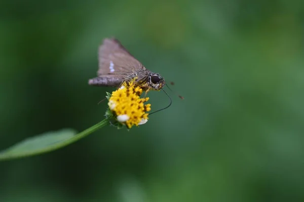 Insekter Flockas Till Nektar Bidens Pilosa Blommor — Stockfoto