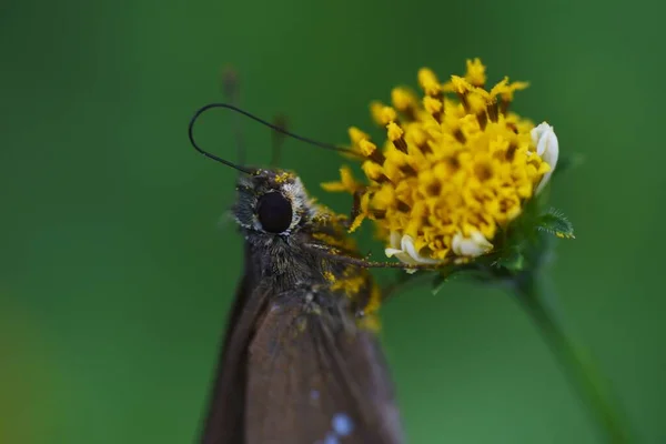 昆虫成群结队地吃毕登斯皮罗萨花的花蜜 — 图库照片