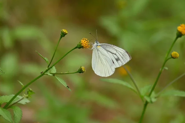 Insetos Rebanho Para Néctar Flores Bidens Pilosa — Fotografia de Stock