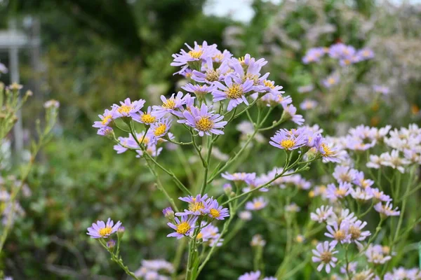 Tatarian Aster Aster Tataricus Flowers August October Pale Purple Ligulate — Stock Photo, Image