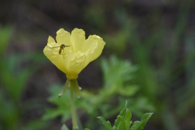 Çuha çiçeği (Oenothera laciniata) çiçekleri. Onagraceae daimi bitkileri. Mayıs 'tan Ekim' e kadar süzülen sarı çiçekler kuruyunca turunculaşır..