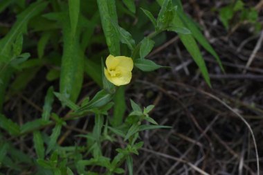 Çuha çiçeği (Oenothera laciniata) çiçekleri. Onagraceae daimi bitkileri. Mayıs 'tan Ekim' e kadar süzülen sarı çiçekler kuruyunca turunculaşır..