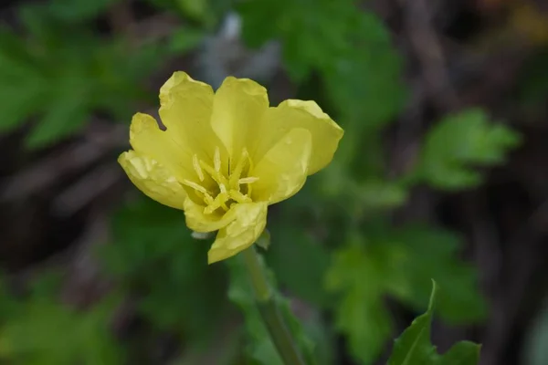 Çuha Çiçeği Oenothera Laciniata Çiçekleri Onagraceae Daimi Bitkileri Mayıs Tan — Stok fotoğraf