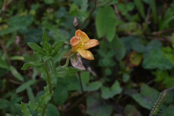 Nachtkerze Oenothera Laciniata Blüht Onagraceae Mehrjährige Pflanzen Kriechende Gelbe Blüten — Stockfoto