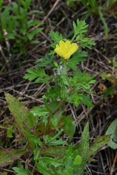 Wieczór Cutleaf Primrose Oenothera Laciniata Kwiaty Wieloletnie Rośliny Onagraceae Pełzające — Zdjęcie stockowe