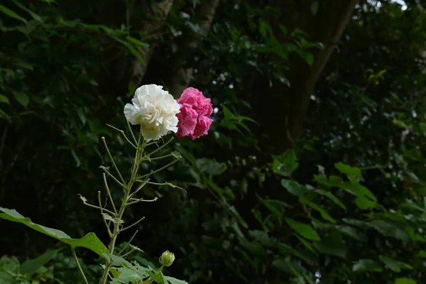 Algodão Rosemallow Flores Malvaceae Árvore Caduca Cor Flor Muda Para — Fotografia de Stock