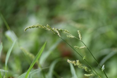 Echinochloa crus-galli. Poaceae yıllık çimeni. Otlar 30 ila 60 cm uzunluğunda, boş arazilerde ve yol kenarlarında yetişiyor..