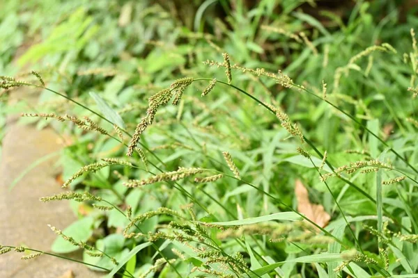 Echinochloa Crus Galli Poaceae Éves Magas Gyomok Amelyek Üres Telkeken — Stock Fotó