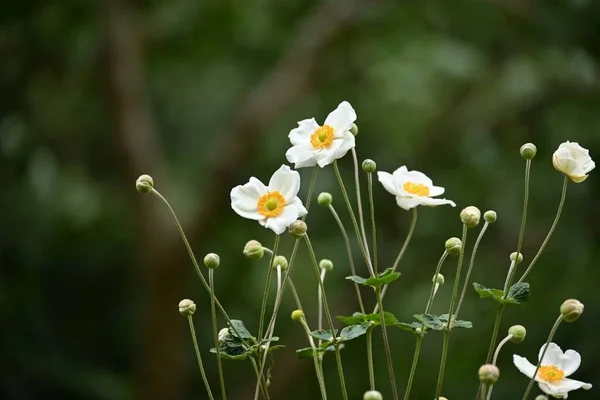 Japanese Anemone Anemone Hupehensis Flowers Ranunculaceae Perennial Plants Flowering Season — Stock Photo, Image
