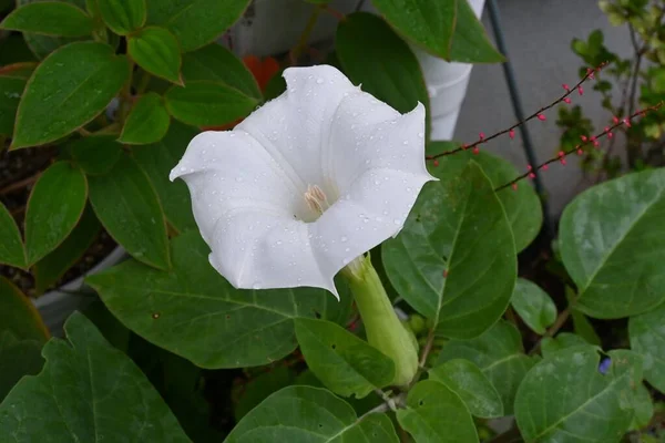 Datura Inoksi Dikenli Elma Çiçeği Solanaceae Yıllık Zehirli Bitkiler Kokulu — Stok fotoğraf