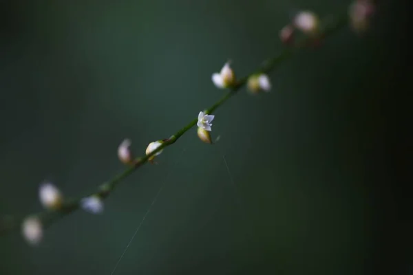 Vita Hoppfrö Polygonum Filiforme Albiflorum Blommor Fleråriga Växter Polygonaceae Vita — Stockfoto