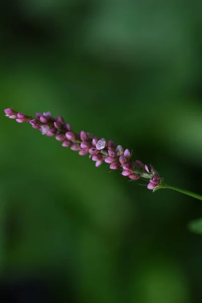 Ползучие Цветы Сорняков Polygonaceae Annual Weed Июня Ноябрь Красновато Фиолетовые — стоковое фото