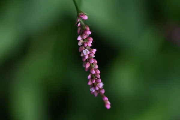 雑草の花を忍び寄る ポリゴナ科の年間雑草 6月から11月に 赤紫色の小花を密集して穂状花序に付けます — ストック写真