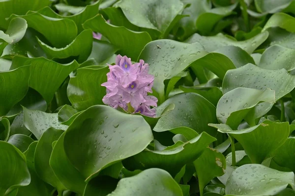 Цветы Гиацинта Понтедериевые Водные Растения Бразилии Светло Фиолетовые Цветы Цветут — стоковое фото
