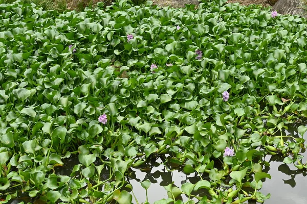 Vattenhyacint Blommor Vattenlevande Växter Släktet Pontederiaceae Brasilien Ljus Lila Blommor — Stockfoto