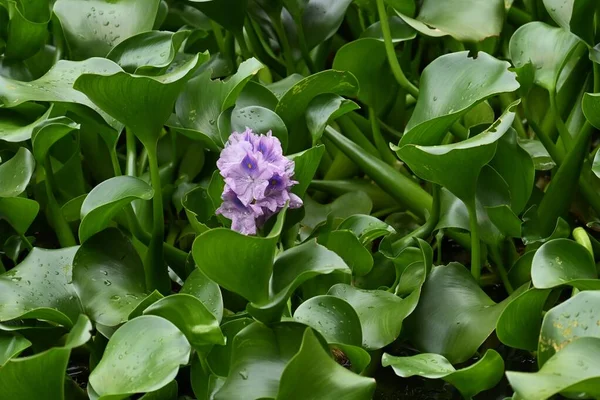 Sümbül Çiçekleri Brezilya Özgü Pontederiaceae Bitkileri Açık Mor Çiçekler Ağustostan — Stok fotoğraf