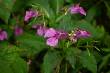 Dokunma bana (Impatiens textori) çiçekleri. Balsaminaceae yıllık bitkileri. Sulak alanlarda yetişir ve temmuzdan ekime kadar kızılımsı mor çiçekler açar..