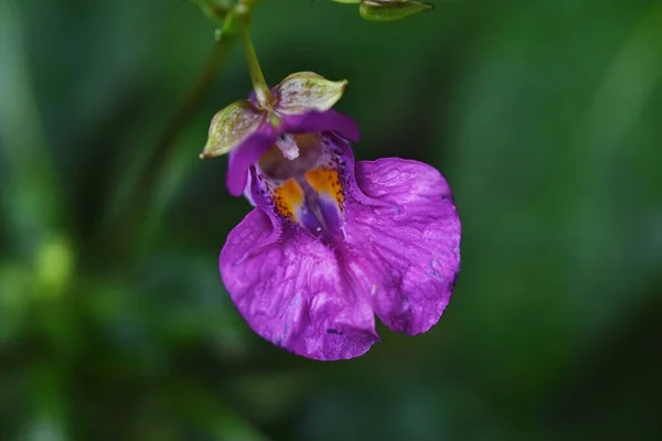 Touch Impatiens Textori Flowers Balsaminaceae Annual Plants Grows Wetlands Blooms — Stock Photo, Image