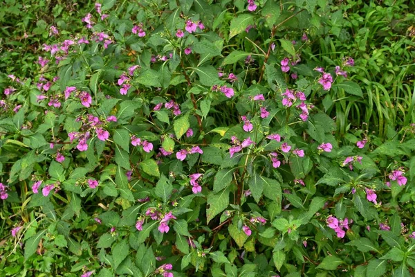 Nie Dotykaj Mnie Impatiens Textori Kwiaty Rośliny Balsaminaceae Roczne Rośnie — Zdjęcie stockowe