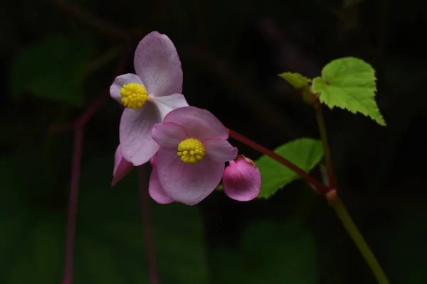 베고니아 Begonia Grandis Begoniaceae 다년생 식물이다 분홍빛 월부터 월까지 피어나다 — 스톡 사진