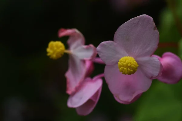 Hardy Begonia Begonia Grandis Flowers Begoniaceae Perennial Bulbous Plants Pink — Stock Photo, Image