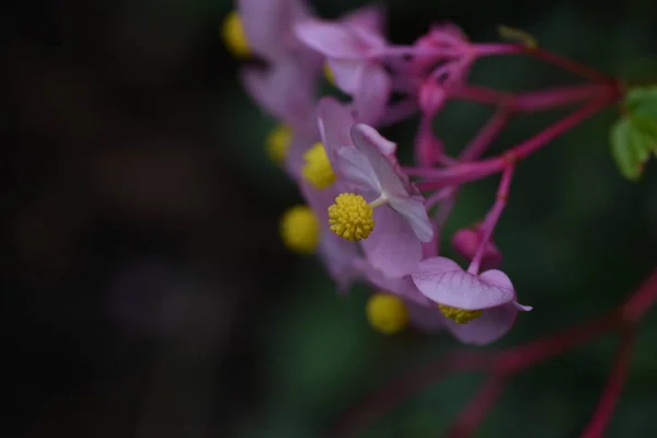 Hardy Begonia Begonia Grandis Kwiaty Wieloletnie Rośliny Bulwiaste Begoniaceae Różowe — Zdjęcie stockowe