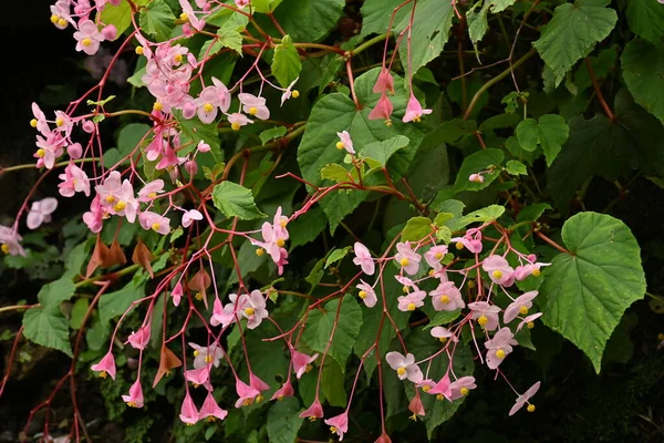 Hardy Begonia Begonia Grandis Flowers Begoniaceae Perennial Bulbous Plants Pink — Stock Photo, Image