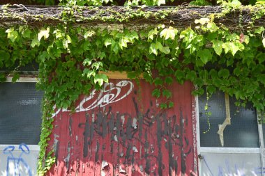 Sarmaşıkla kaplanmış terk edilmiş bir kulübe manzarası..