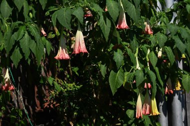 Angel 'ın trompet çiçekleri. Tropik bir çiçek ağacı, trompet şeklindeki çiçekler bahardan sonbahara kadar aşağıya doğru açarlar..