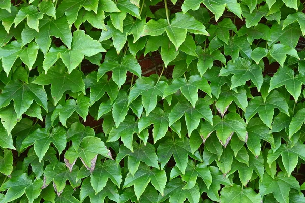 Een Uitzicht Een Verlaten Hut Begroeid Met Klimop — Stockfoto