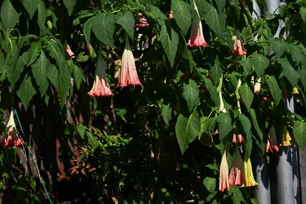 Λουλούδια Τρομπέτας Αγγέλου Ένα Τροπικό Ανθισμένο Δέντρο Λουλούδια Σχήμα Τρομπέτας — Φωτογραφία Αρχείου