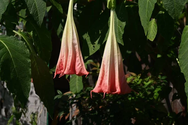 Angel\'s trumpet flowers. A tropical flowering tree with trumpet-shaped flowers that bloom downward from spring to autumn.