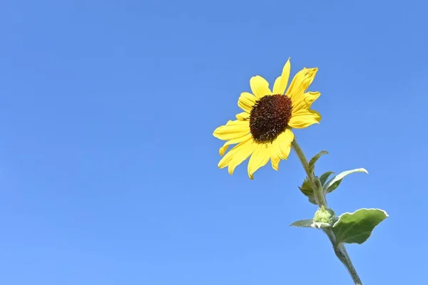 季节性花卉的背景资料 夏花向日葵 — 图库照片