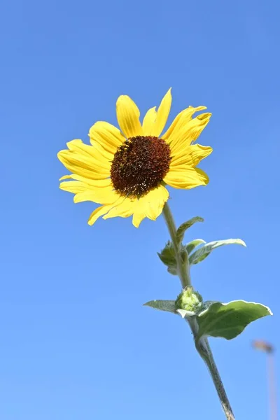 季節の花の背景素材 夏の花ひまわり — ストック写真