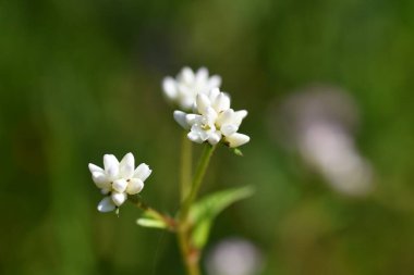 Persicaria thunbergii çiçekleri. Polygonaceae yıllık bitkileri. Suyun yanında büyür ve ağustostan ekime kadar küçük beyaz veya pembe çiçekler açar..