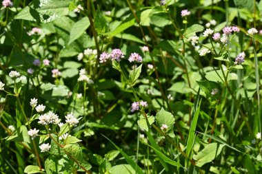 Persicaria thunbergii çiçekleri. Polygonaceae yıllık bitkileri. Suyun yanında büyür ve ağustostan ekime kadar küçük beyaz veya pembe çiçekler açar..
