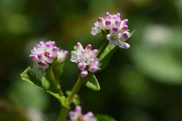 Persicaria Thunbergii Flowers Polygonaceae 열리는 월부터 월까지는 근처에서 자라며 흰색이나 — 스톡 사진