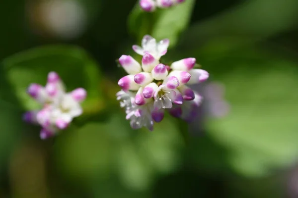 Persicaria Thunbergii Blüht Polygonaceae Einjährige Pflanzen Wächst Der Nähe Des — Stockfoto