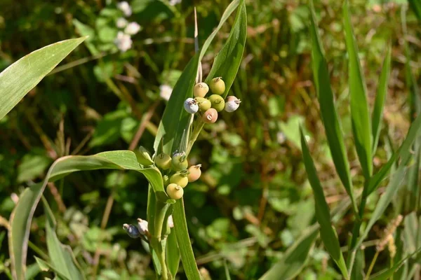 Δάκρυα Του Ιώβ Coix Lacryma Jobi Poaceae Φυτά Που Αναπτύσσονται — Φωτογραφία Αρχείου
