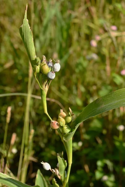 Job's tears (Coix lacryma-jobi). Poaceae plants that grows near water. Ripening berries in autumn are hard and shiny.